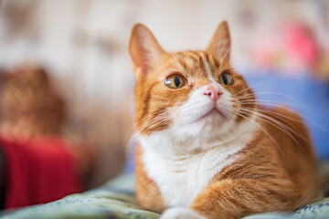 A domestic ginger cat lies on a bed on a green bedspread. Photographed close-up.