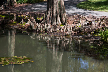 Cypress tree reflecting in water