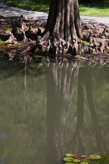 Cypress tree reflecting in water