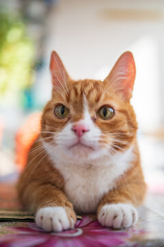 Portrait of a ginger cat with a blurry background. Photographed close-up.