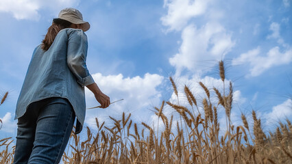 Female farmer collecting agricultural data in period harvest barley field on summer. Agricultural concept.