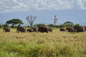 Naklejka premium Elephant Group Amboseli - Big Five Safari -Kilimanjaro African bush elephant Loxodonta africana