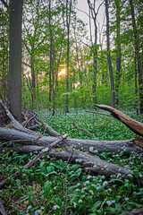 Blühender Bärlauch ( Allium ursinum ) im Leipziger Auwald.