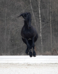 black horse in snow