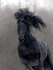 black and white horse