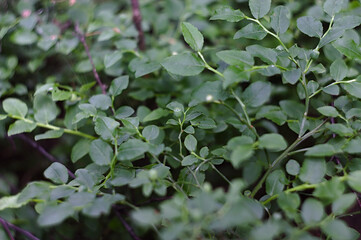 blueberry with green berries in the forest