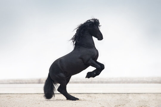 Black Horse Images – Browse 20,419 Stock Photos, Vectors, and