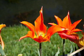 Fototapeta na wymiar Orange and Yellow Tulip