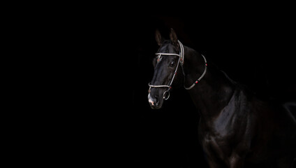 black horse portrait