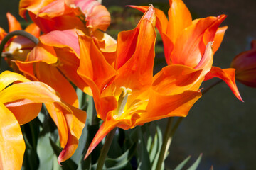 Orange and Yellow Tulip