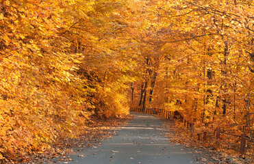 Autumn road scene