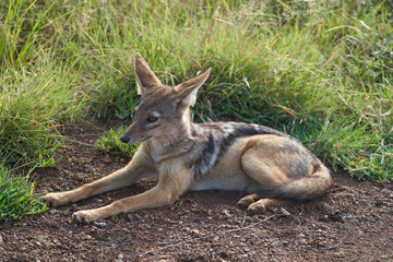 Golden Jackal Canis Aureus Safari Wild Portrait