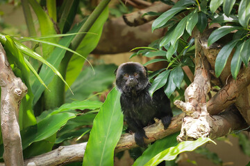Goeldi's monkey among the vegetation of a tropical jungle