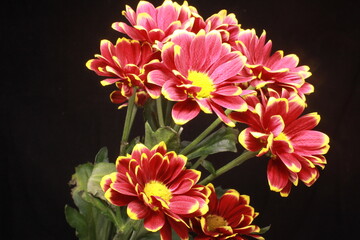 pink chrysanthemum flowers