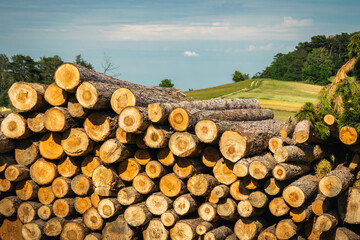 Pile of logs on a sunny day, found in Dreistetten, Lower Austria. June 2020.