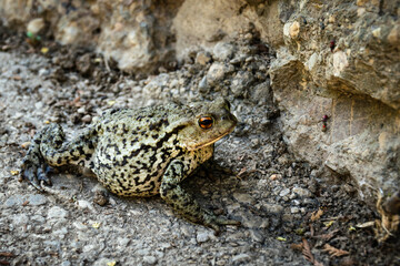 Common toad spotted on concrete pavement in Dreistetten, Lower Austria. June 2020.