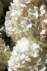 White flower bush in the sunshine