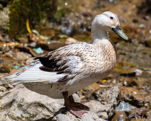 portrait of a duck in the water