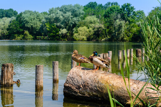 Milano parco delle Cave
