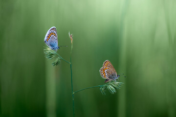 Two colorful butterflies on a blade of grass, Polyommatus icarus and Polyommatus thersites