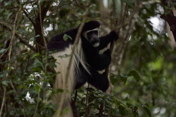 Mantled guereza Colobus guereza eastern black and white colobus Abyssinian black and white colobus