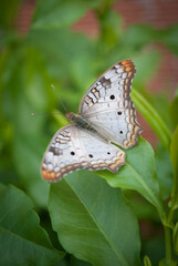 white butterfly