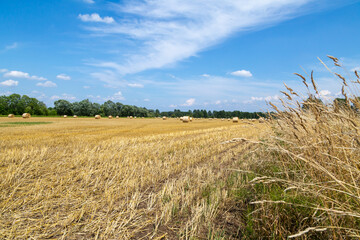 ein Feld mit vielen Strohballen, bei blauem Himmel