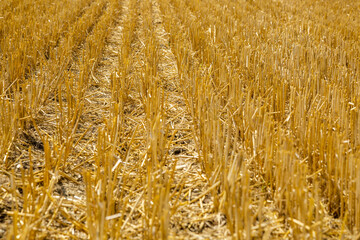 ein Feld bei dem das Stroh gemäht wurde