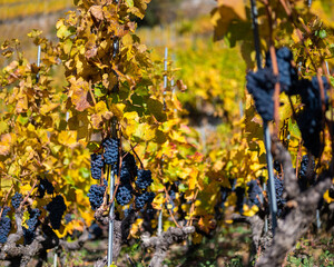 Grapes at a vineyard