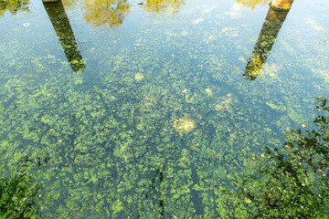 Blaualgen in einem Gewässer, baden verboten