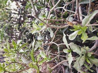 Only To Capture The Wings