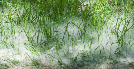 Green grass covered with poplar fluff like snow