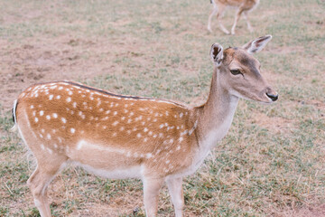 Young deer without horns is standing on the grass half a turn in an open zoo. Beautiful wool coloring

