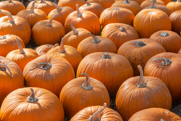 sehr viele orange Kürbisse liegen auf einem Haufen