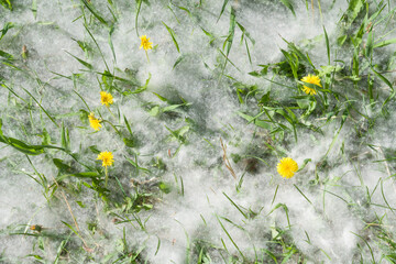 Green grass and yellow flowers covered with poplar fluff like snow