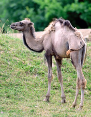 Young Bactrian camel (Camelus bactrianus) at zoo