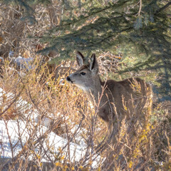 Square Brown female deer on a snowy hill in Park City Utah on a sunny winter day
