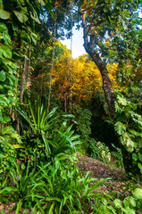Scenery view of the Dense green tropical jungle in the wilderness