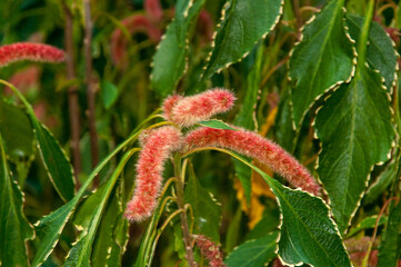 Beautiful tubular Red wild tropical flower of Three-seeded (Mercuries Genus Acalypha)