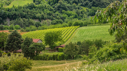 Fototapeta na wymiar Gospodarstwo winne położone w malej miejscowości Galeata w rejonie Emilia Romagna Włochy. 