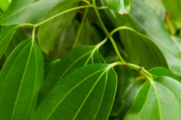 Close-up of Green tropical leaves of Cinnamon (Cinnamomum verum). 