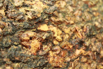 bark of wood