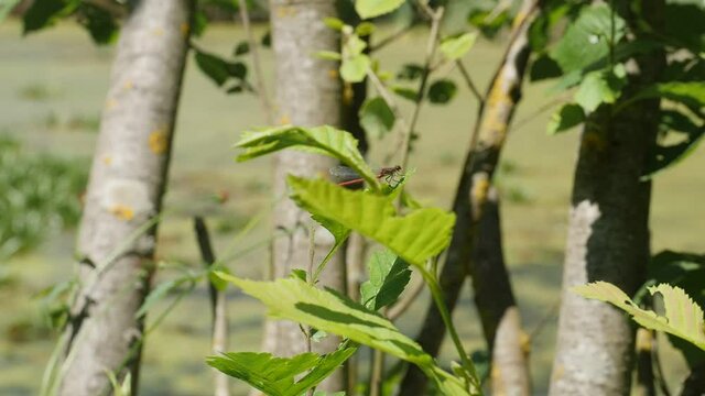 a adonis dragonfly is sitting on a leaf in the sun and just enjoy the moment or fruehe Adonis-Libelle im Anflug