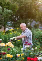 Man trimming roses in garden