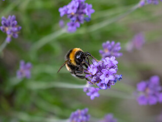 bumblebee on lavender at front