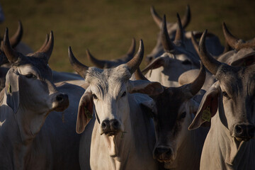gado guzera no pasto novilhas
