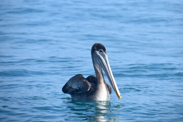 Pelicano en el oceáno Pacífico.