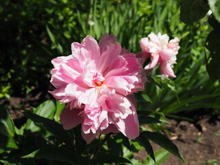 Romantic pink peonies in spring garden on sunset