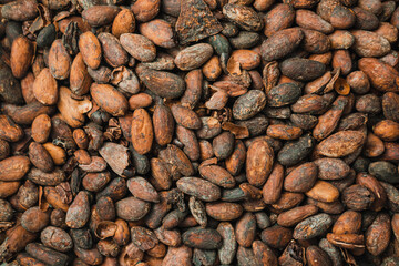 Cocoa beans. Texture or background