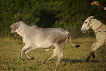 gado guzera no pasto novilhas
